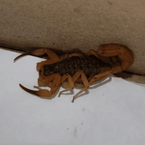 ddt escorpiao 2