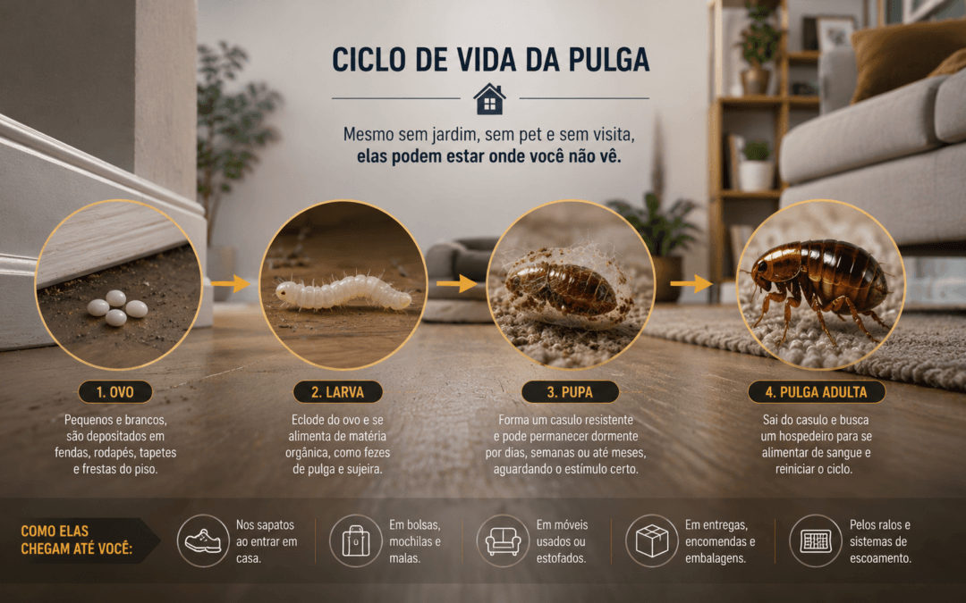 ciclo de vida da pulga com ovo larva pupa e adulto