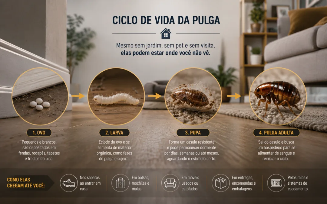 ciclo de vida da pulga com ovo larva pupa e adulto